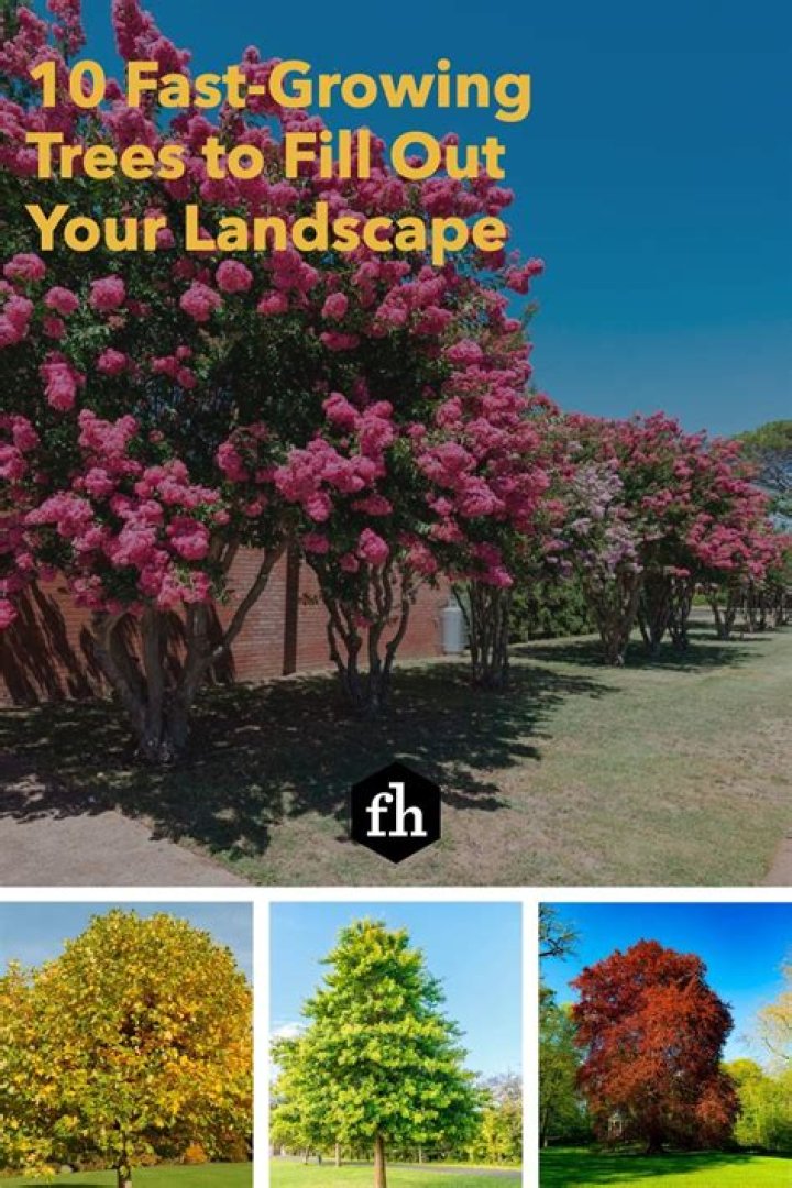 10 Fast-Growing Trees to Fill Out Your Landscape