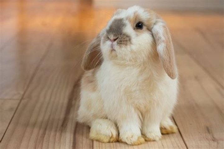 10 Smallest Rabbit Breeds in the World (With Pictures)