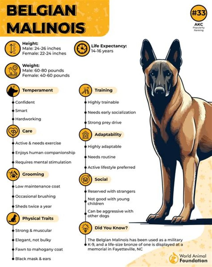 11 Best Dog Foods for Belgian Malinois in 2024 - Reviews & Top Picks