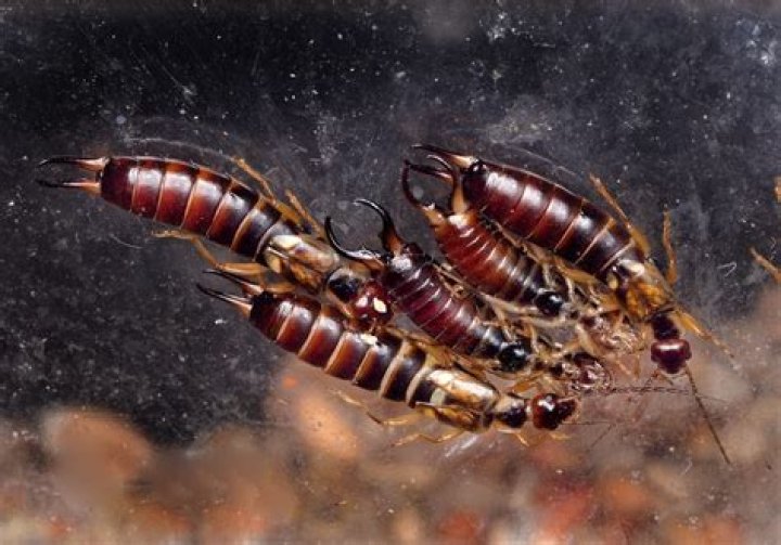 11 Facts About Earwigs You Need to Know