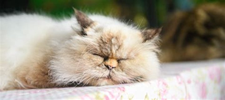 11 Lazy Cat Breeds: Pictures, Facts, & History