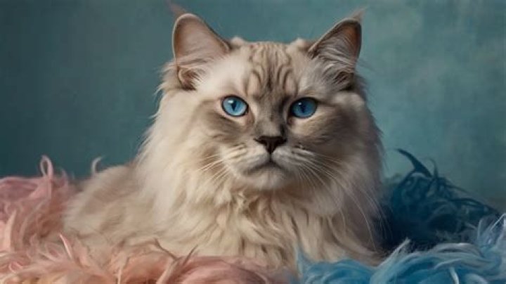 14 Most Beautiful Cat Breeds You'll Love (with Pictures)