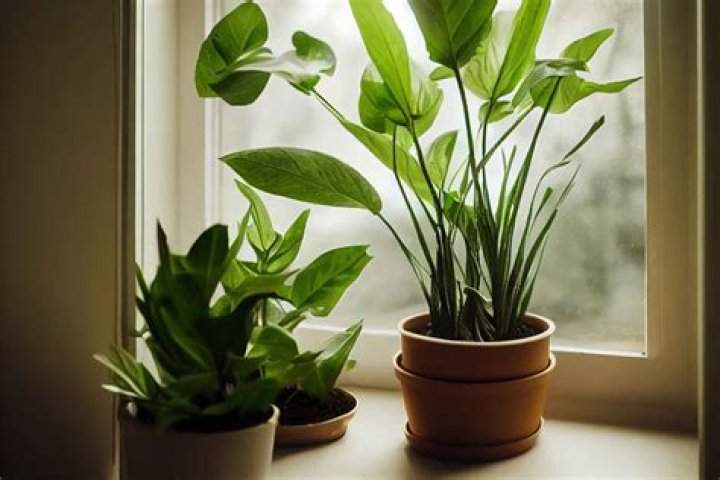 14 Tips For Bringing Plants Inside and Caring for Them Through Winter