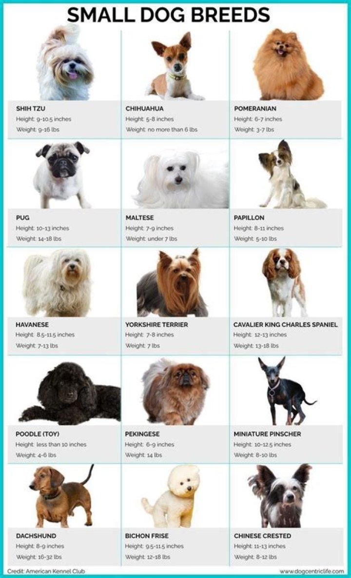 15 Miniature Dog Breeds (With Pictures)