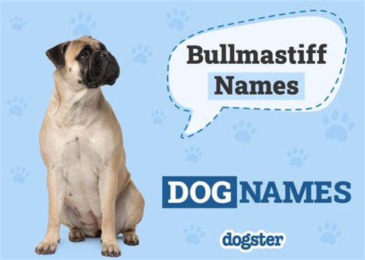 150+ Bullmastiff Names: Tough, Cute & Perfect Ideas for Your Bullmastiff