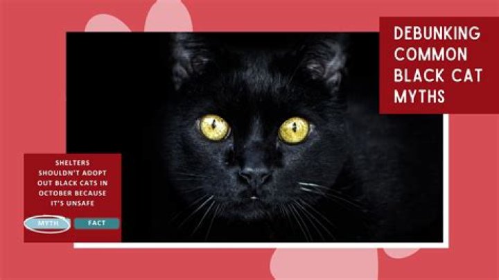 18 Biggest Cat Myths & Misconceptions: Get the Facts Straight