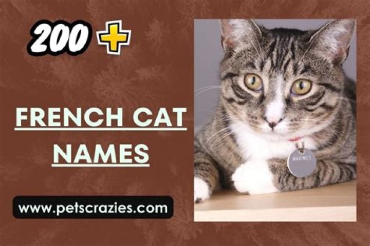 200+ French Cat Names: Elegant Options for Your Cat (With Meanings)