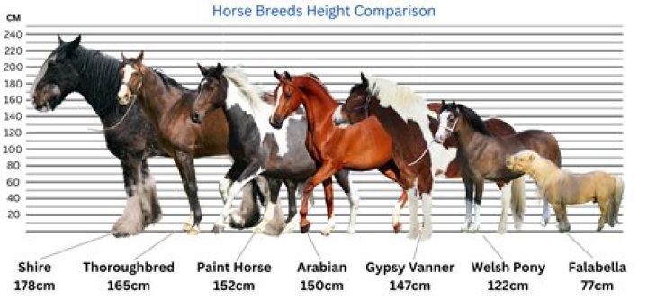 21 Chinese Horse Breeds: History, Info, Pictures, & More
