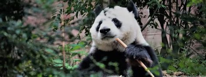 6 Reasons Why You Should Work with Pandas in China