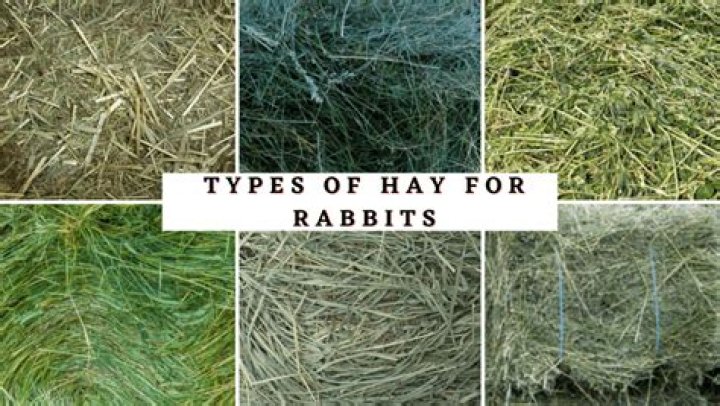 6 Types of Hay for Rabbits: Which One Is Best? (With Pictures)