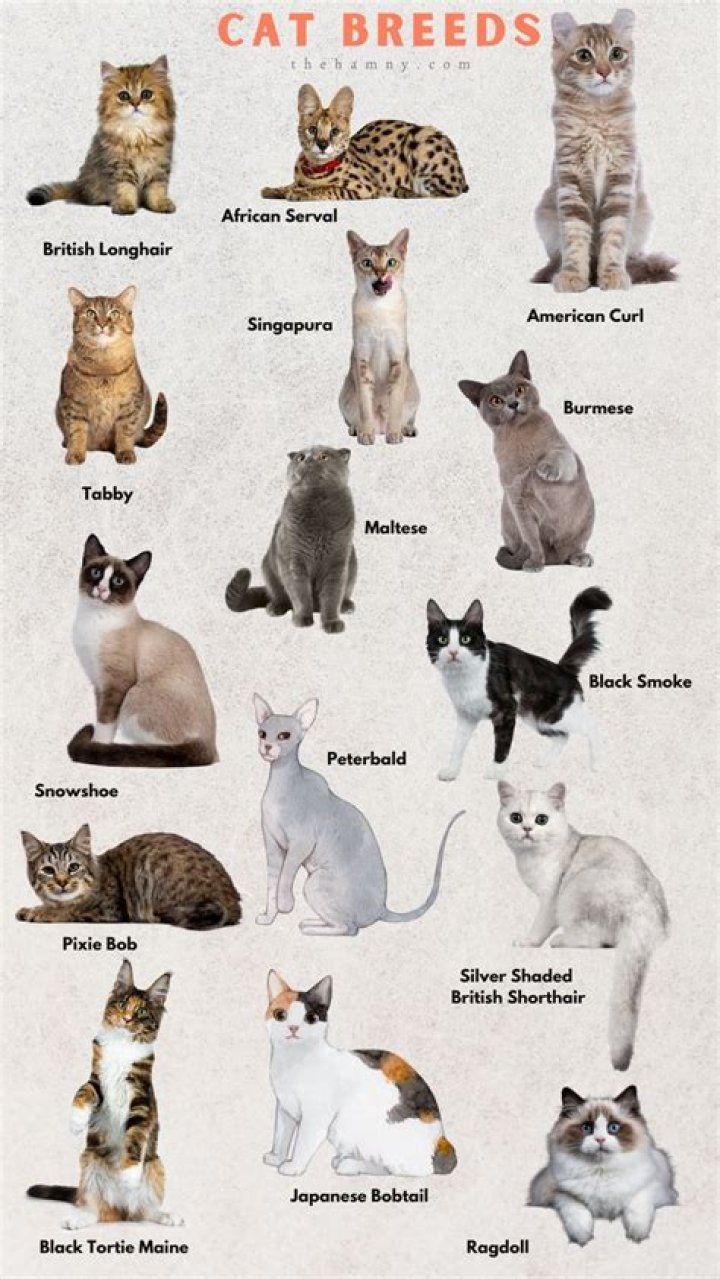 7 Cat Breeds With No Tail (With Pictures)