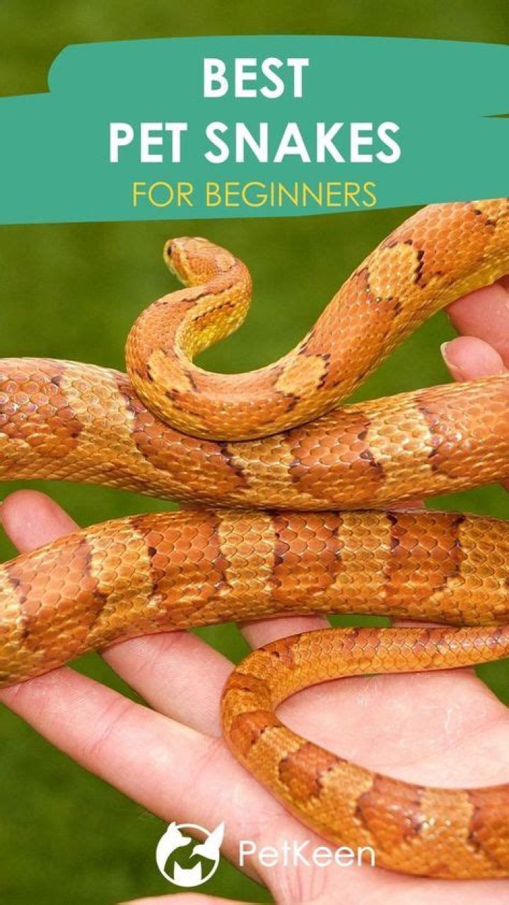 9 Best Pet Snakes for Beginners (With Pictures)