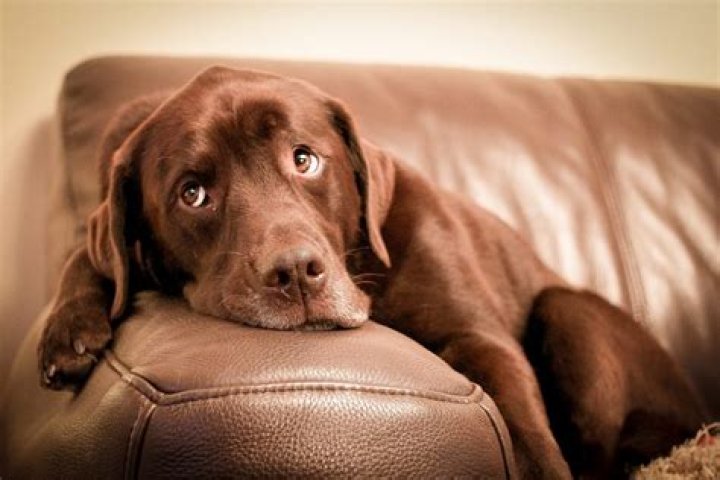 9 Ways to Get That Dog Smell Out of the Couch