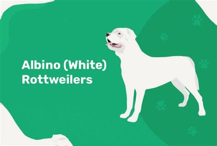 Albino (White) Rottweilers: Care Guide & Health Concerns