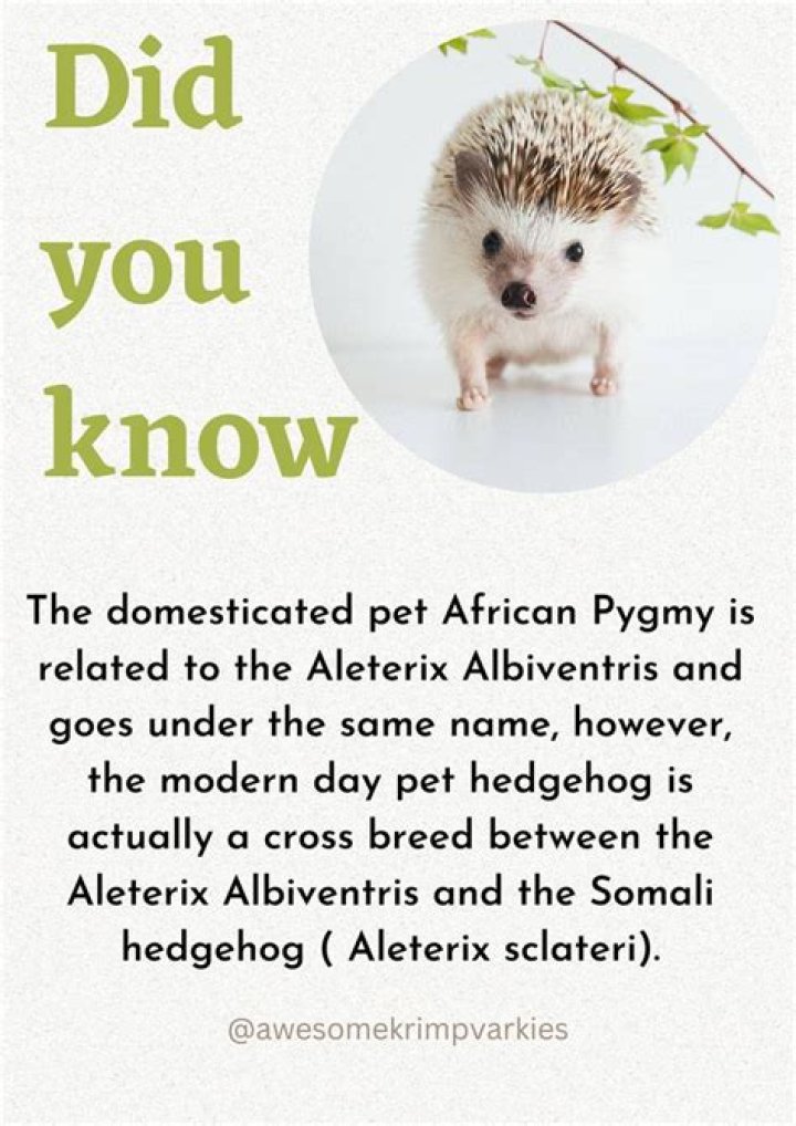 Amur Hedgehog: Info, Pictures, Care Guide & Traits