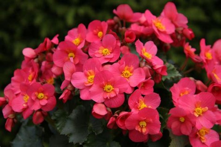 Are Begonias Poisonous to Cats? Vet-Reviewed Facts & Safety Guide