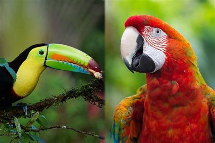 Are Parrots and Toucans Related? Notable Differences & Similarities (with Pictures)