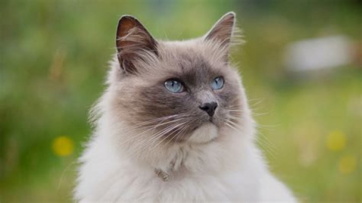 Are Ragdoll Cats Hypoallergenic? Important Facts & FAQ