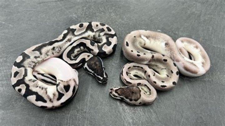 Axanthic Ball Python Morph: Pictures, Facts, & Care Guide