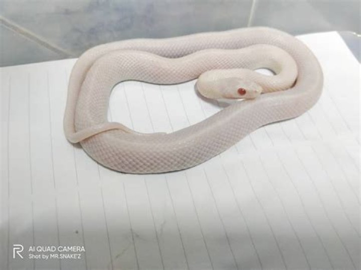 Blizzard Corn Snake: Facts, Info & Care Guide (with Pictures)