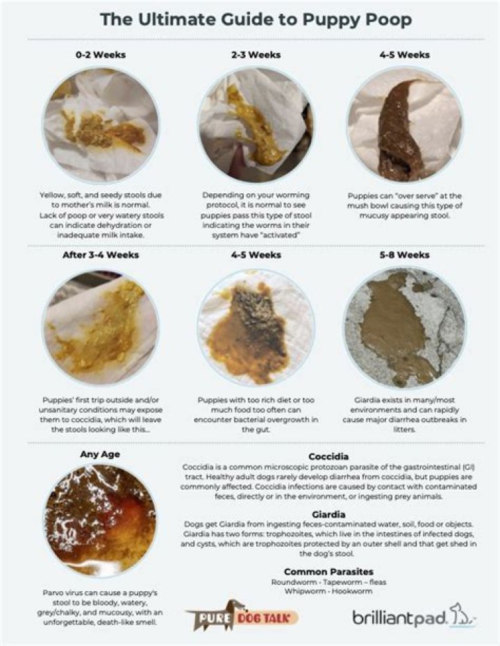 Brown Grainy Poop - Statcare