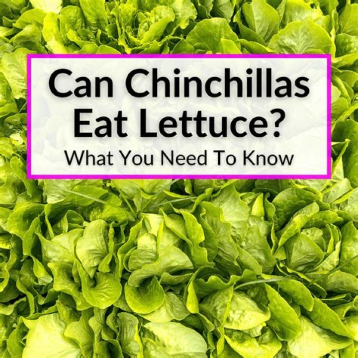 Can Chinchillas Eat Almonds? What You Need to Know