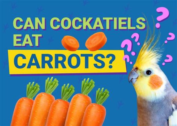 Can Cockatiels Eat Carrots? Vet-Approved Nutritional Facts & Info