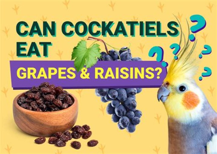 Can Cockatiels Eat Raisins & Grapes? Facts & FAQ