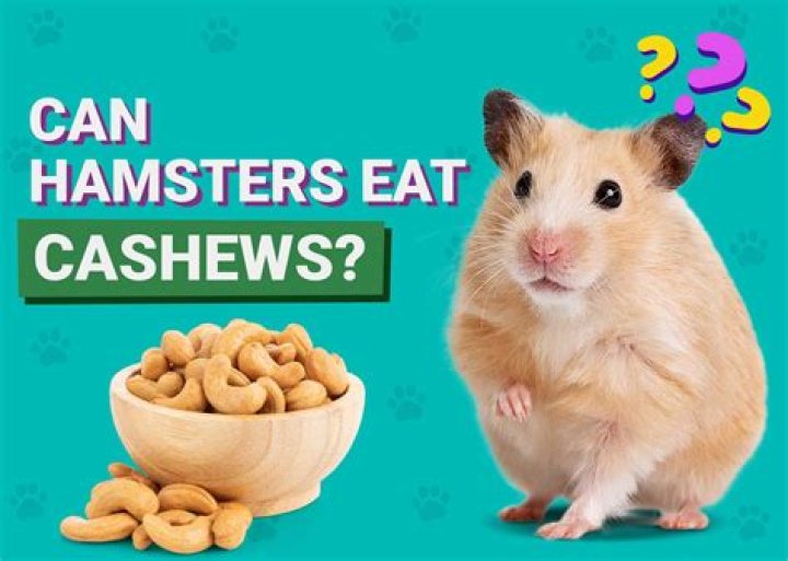 Can Hamsters Eat Cashews? Our Vet Answers
