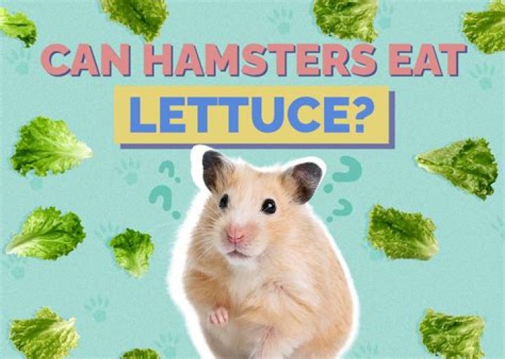 Can Hamsters Eat Hay? Facts & FAQ