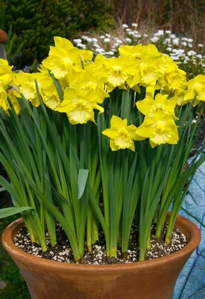 Can I Replant Potted Bulbs?