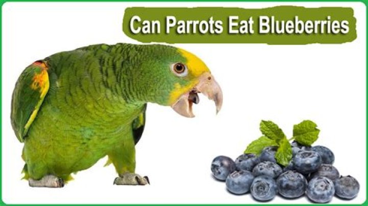 Can Parrots Eat Blueberries? What You Need to Know