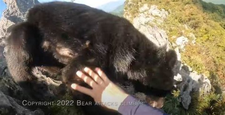 Climber fights off bear attack on Japanese mountain