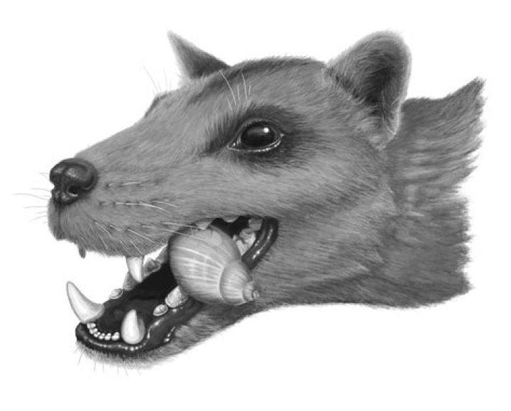 Definitions of arctoid - OneLook