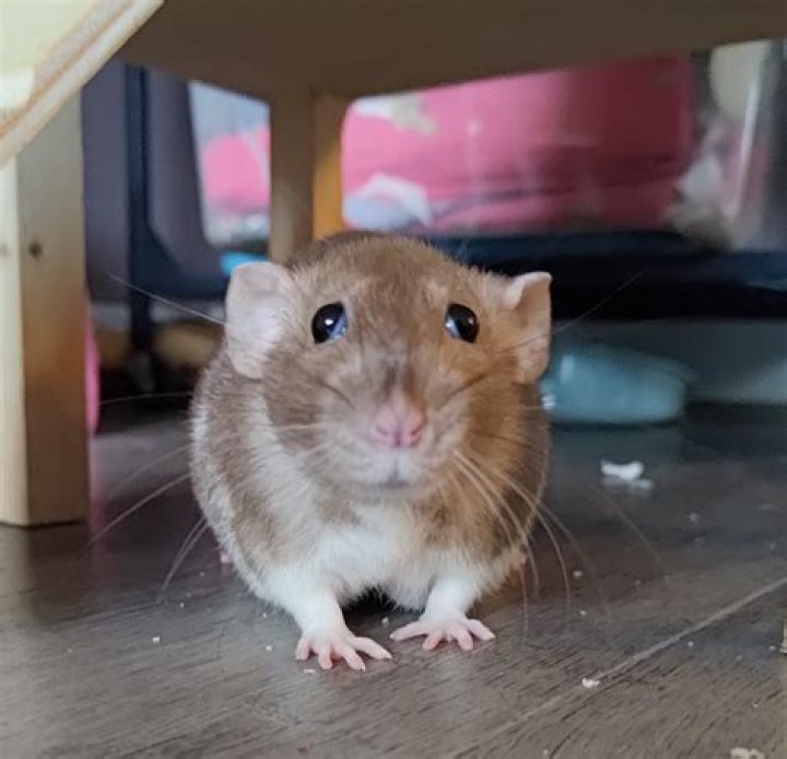 Definitions of beady - OneLook