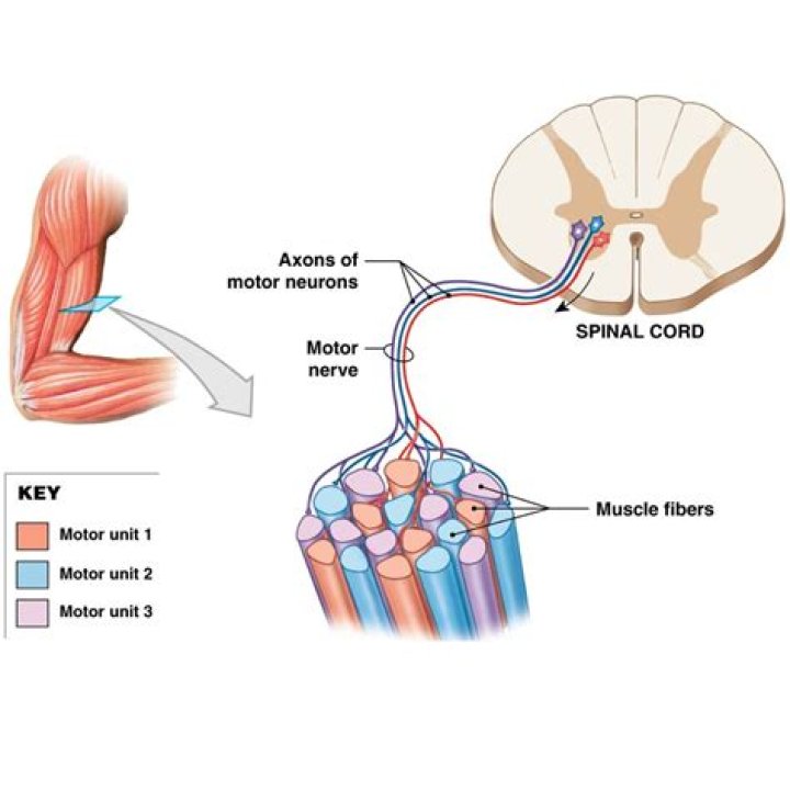 Definitions of Corded Muscle - OneLook