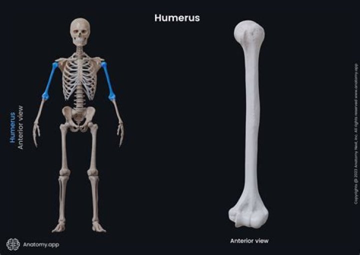 Definitions of humeris - OneLook