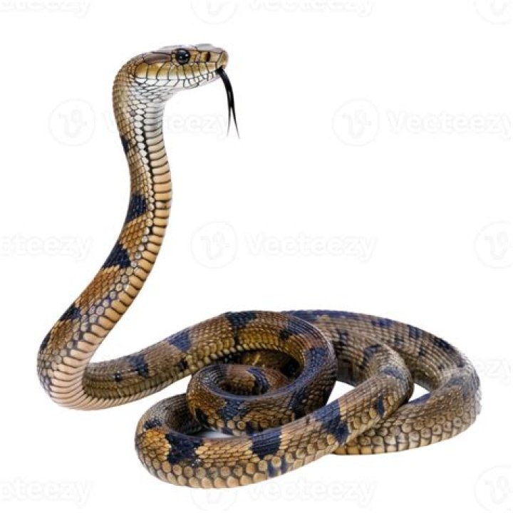 Definitions of lapet - OneLook