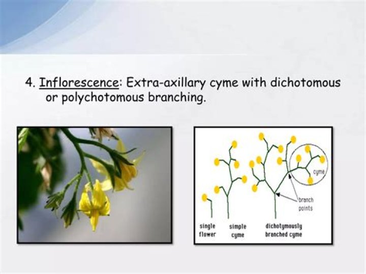 Definitions of polychotomous - OneLook
