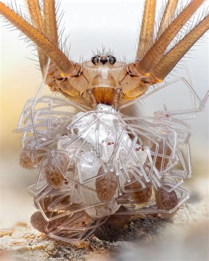 Discovering The Enigmatic Sophia Rain Spider