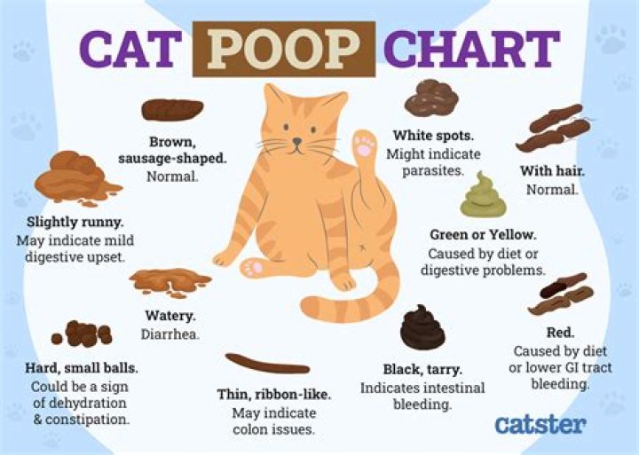 Do Cats Like Privacy When They Poop? Deciphering Your Cat’s Behavior