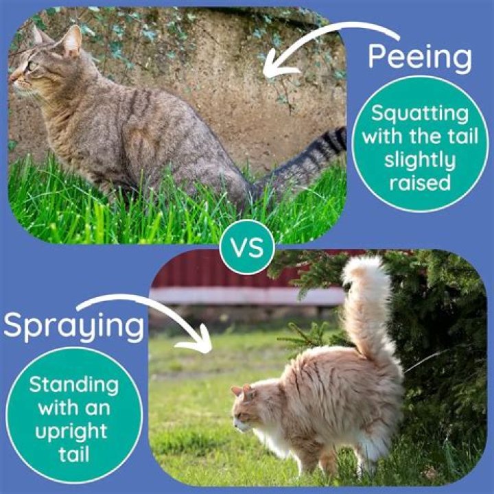 Do Cats Pee When Scared? Deciphering Your Cat's Behavior