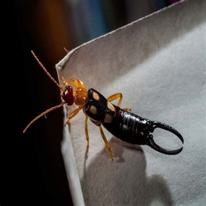 Earwig Bites and Dangers to People and Pets