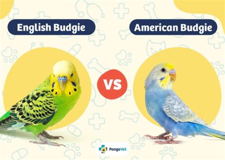 English Budgie vs American Budgie: What’s the Difference? (with Pictures)