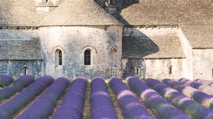 Fioritura lavanda Provenza: cosa sapere