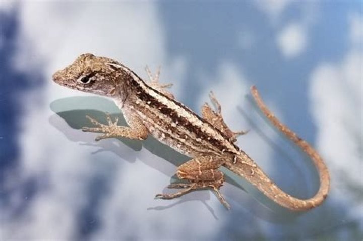 Gecko vs Anole: The Differences Explained