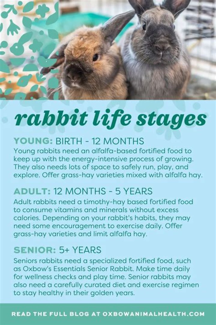 Golden Glavcot Rabbit: Facts, Pictures, Lifespan, Behavior & Care