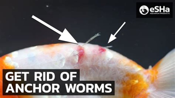 Goldfish Lice & Anchor Worm: Signs, Treatment & Prevention
