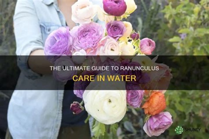 Guide To Ranunculus Care