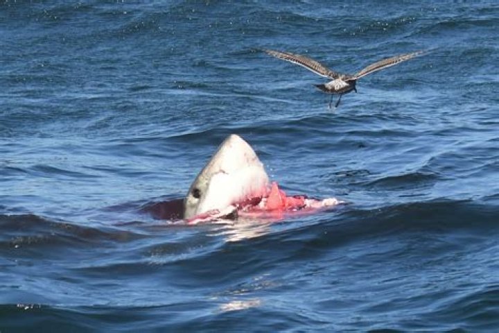 Henri Bource Cause of Death: Uncovering the Shark Attack Incident